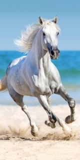 Osuška Bílý Kůň